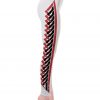 Vosenta cyrex collection yoga leggings white